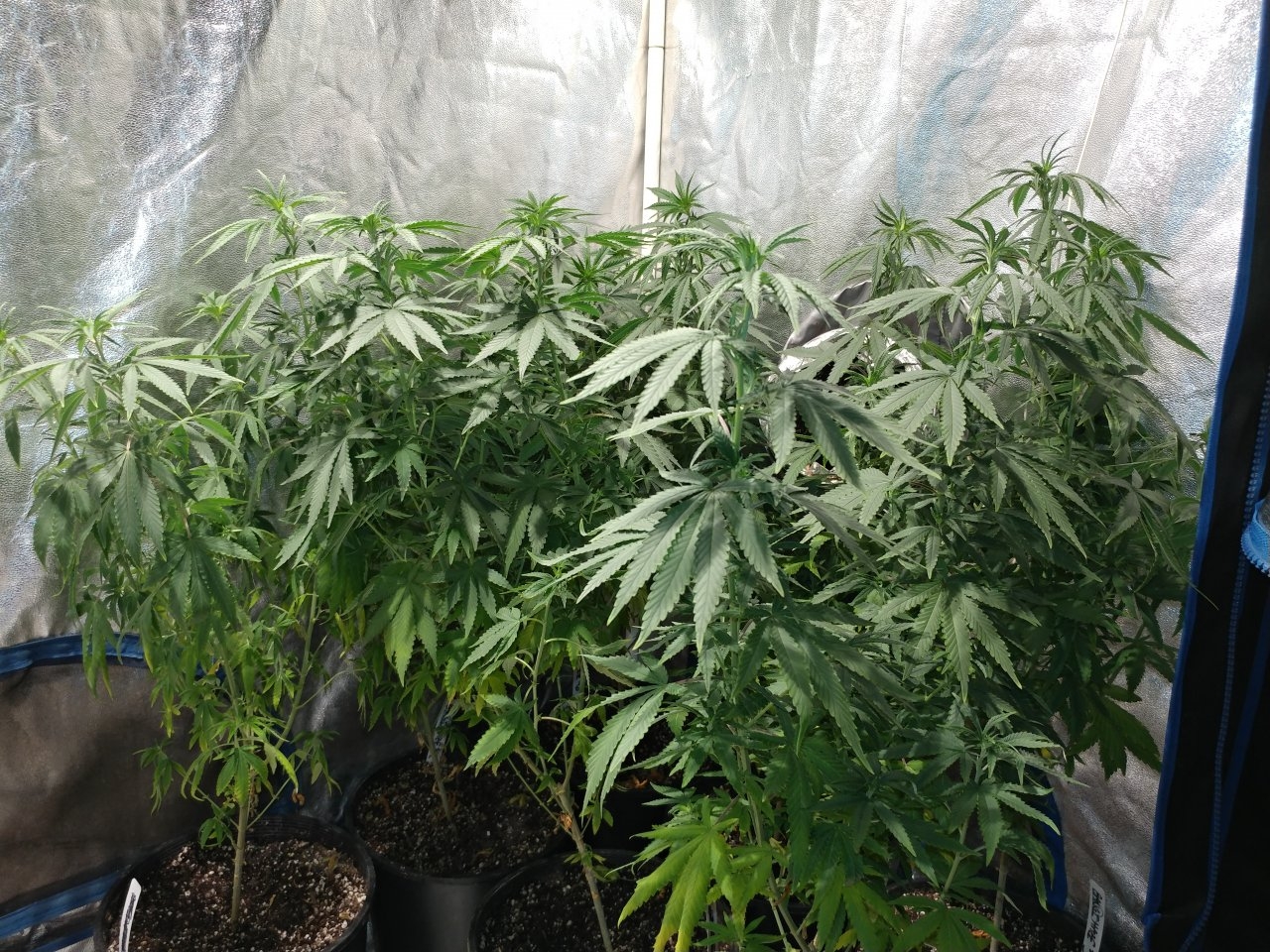 Icemud_Bangi Haze_F9_cannabis_seed_led_grow (3).jpg