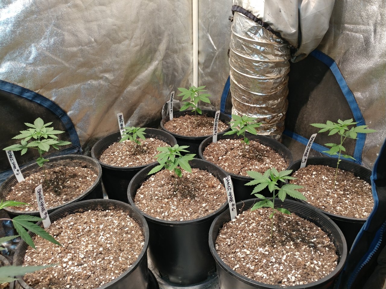 Icemud_Bangi Haze_f9_cannabis_seed_marijuana_led grow lights (1).jpg
