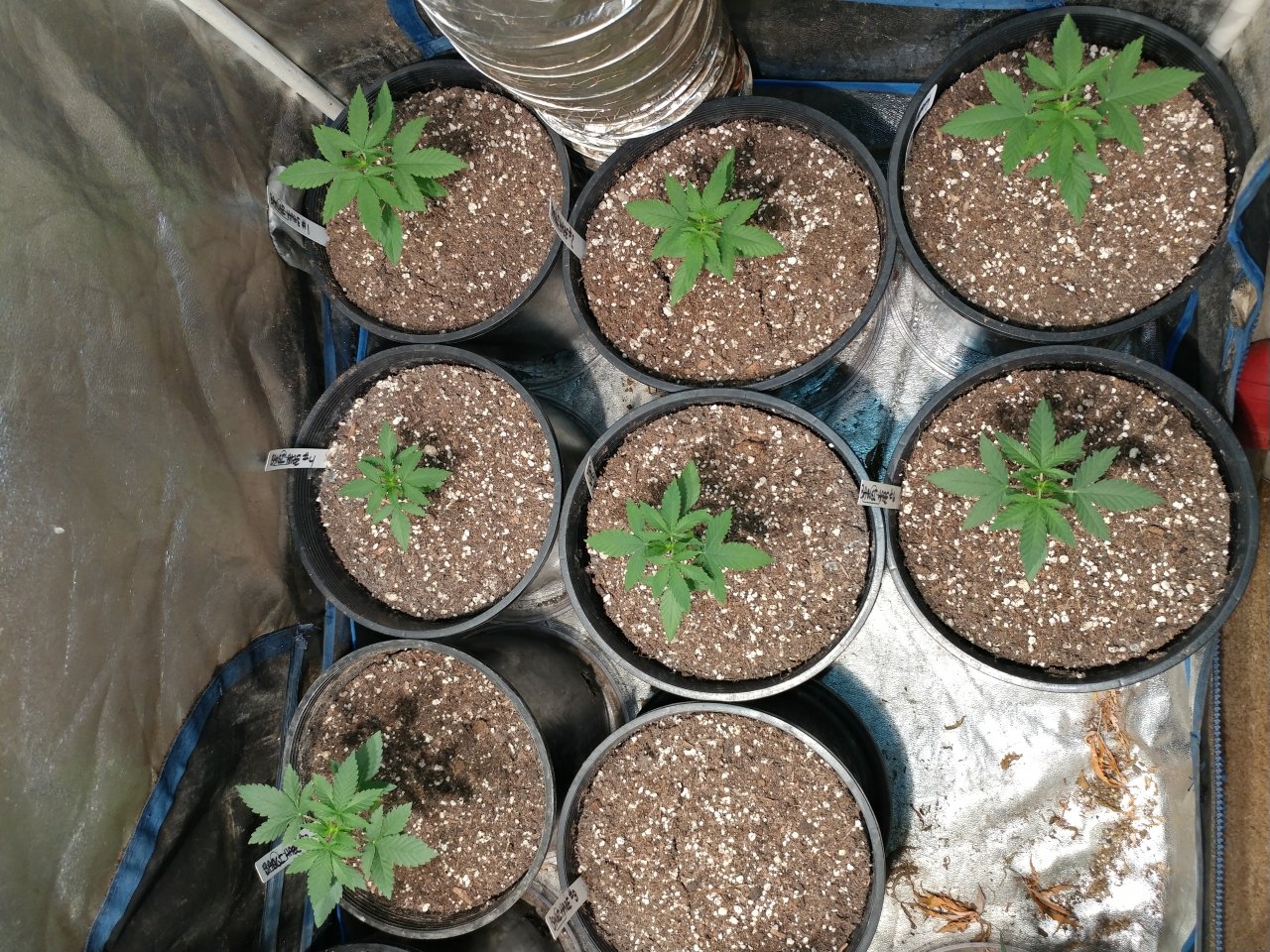 Icemud_Bangi Haze_f9_cannabis_seed_marijuana_led grow lights (3).jpg