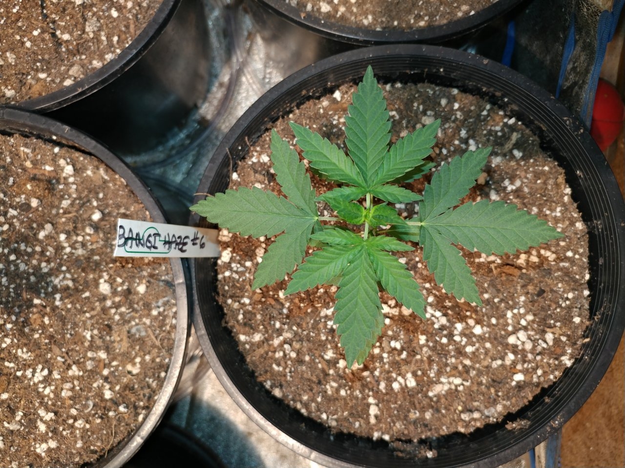 Icemud_Bangi Haze_f9_cannabis_seed_marijuana_led grow lights (5).jpg