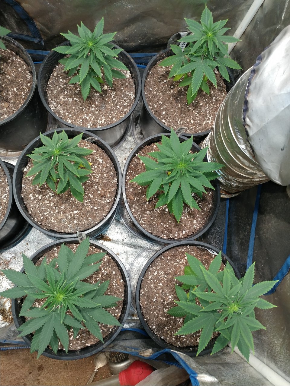 Icemud_Bangi Haze_strain_cannabis_seed_grow (4).jpg