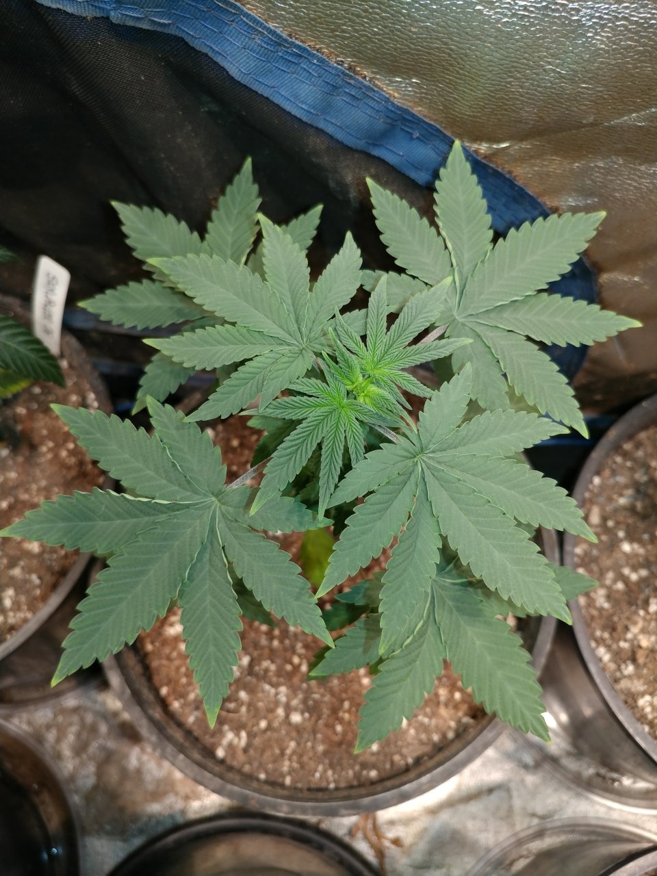 Icemud_Bangi Haze_strain_cannabis_seed_grow (6).jpg