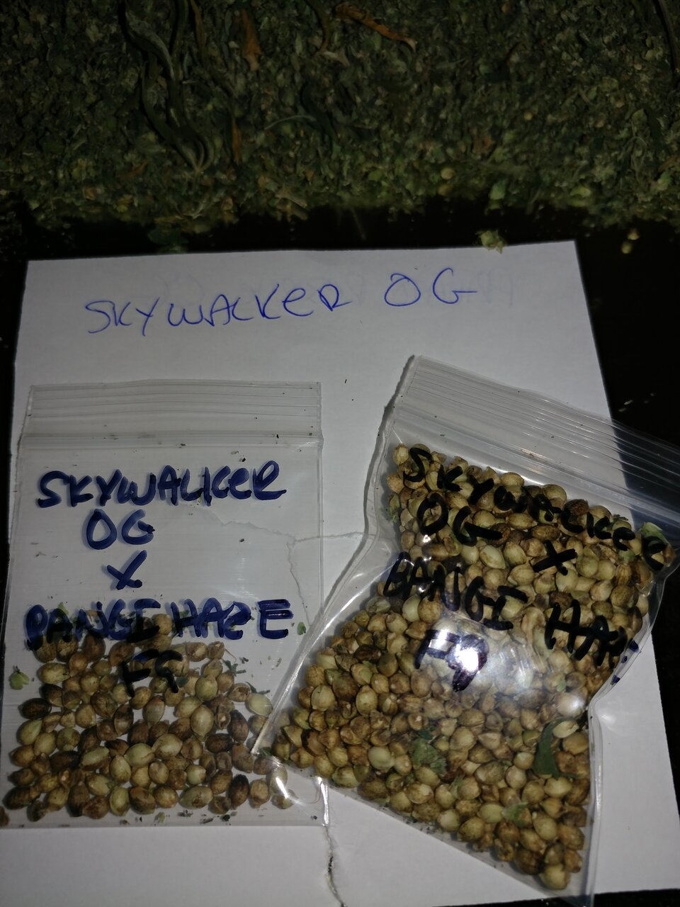 Icemud_Bangi_Haze_F9_cannabis_seed_breeding_project (1).jpg