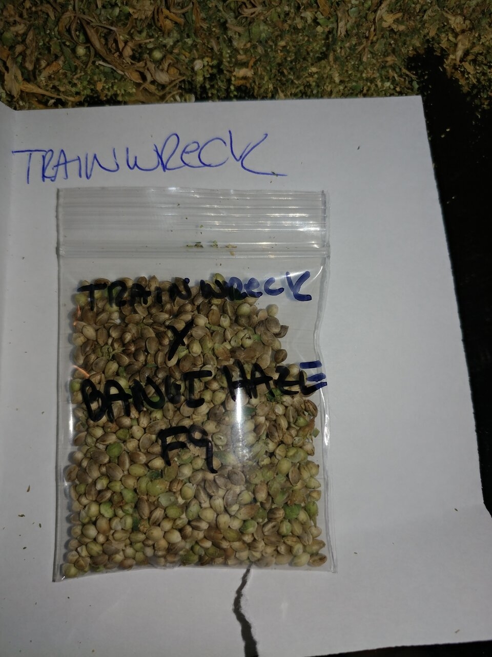 Icemud_Bangi_Haze_F9_cannabis_seed_breeding_project (10).jpg