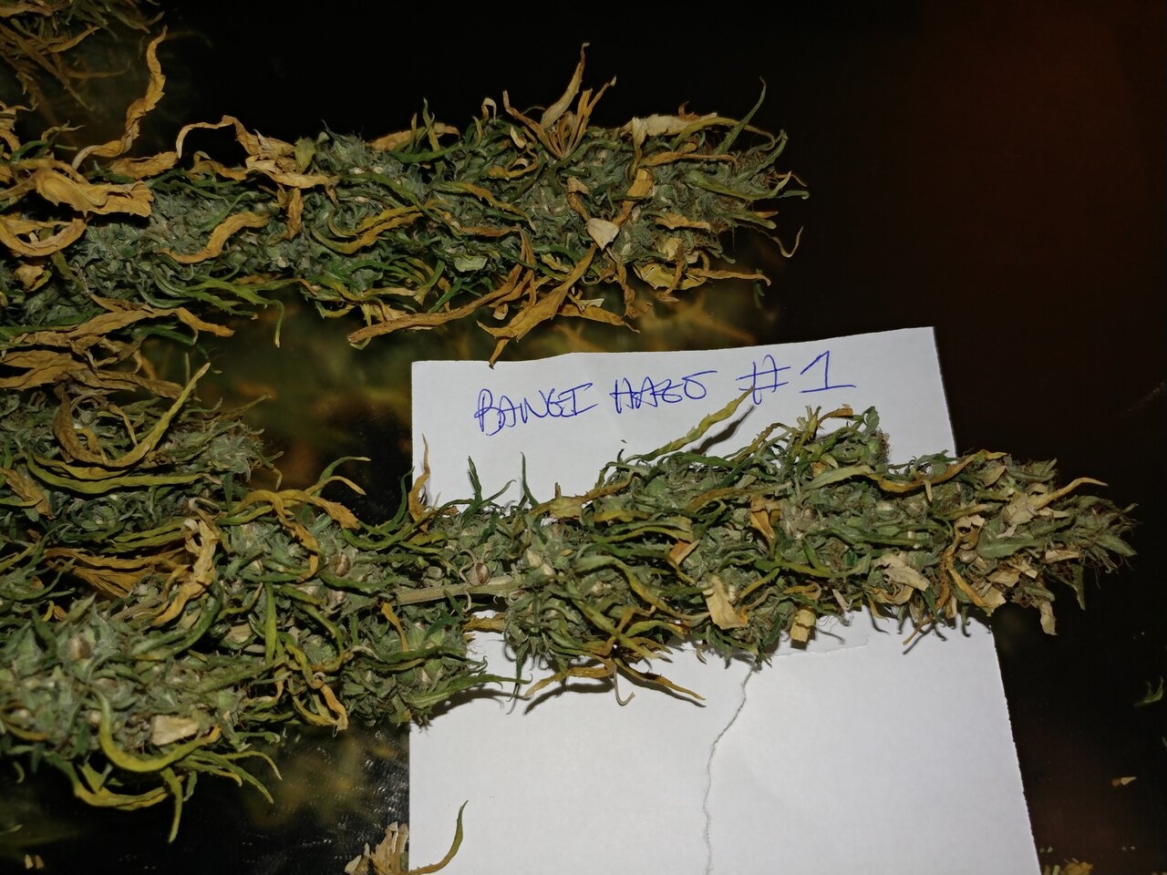 Icemud_Bangi_Haze_F9_cannabis_seed_breeding_project (2).jpg