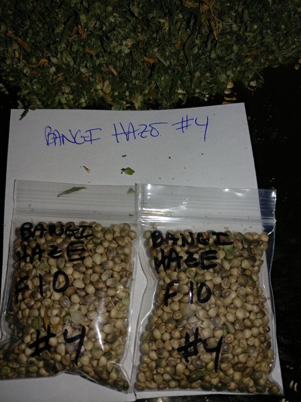 Icemud_Bangi_Haze_F9_cannabis_seed_breeding_project (5).jpg
