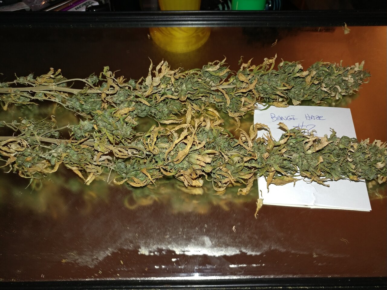 Icemud_Bangi_Haze_F9_cannabis_seed_breeding_project (7).jpg