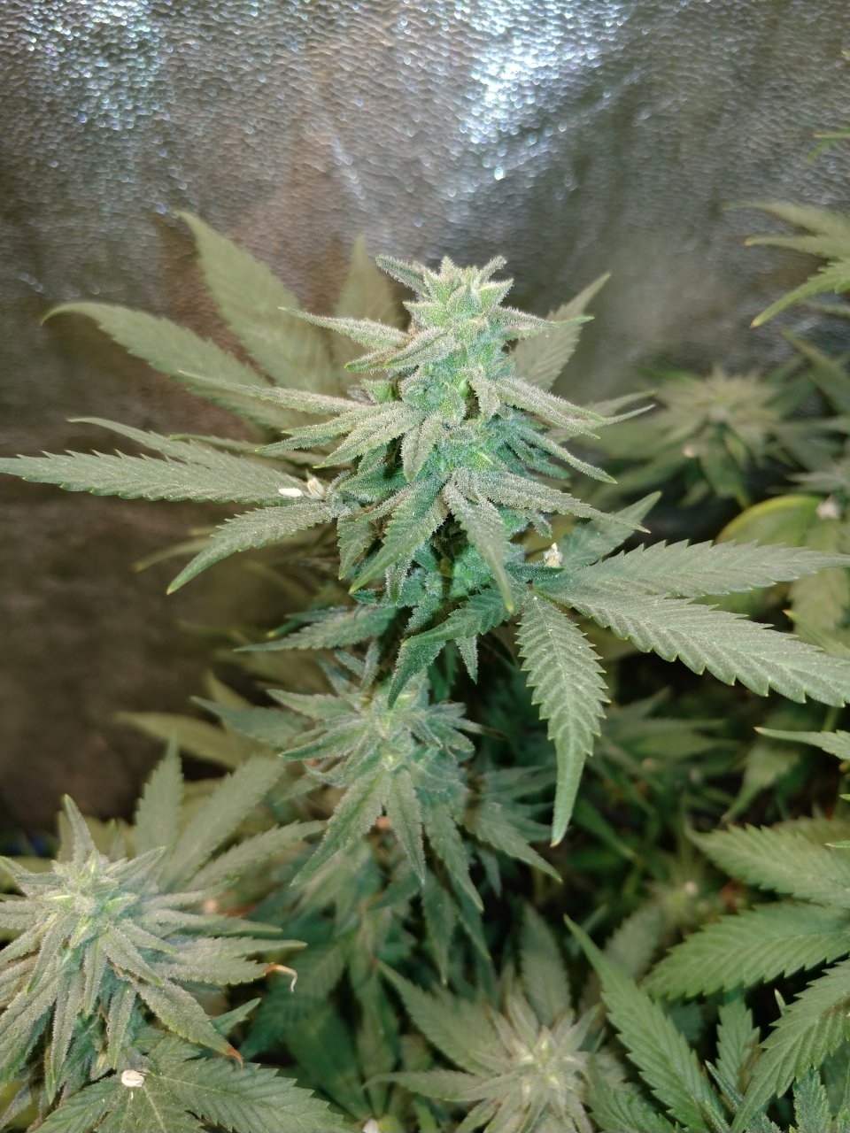 Icemud_indoor_strain_cannabis_marijuana_seed_grow (11).jpg