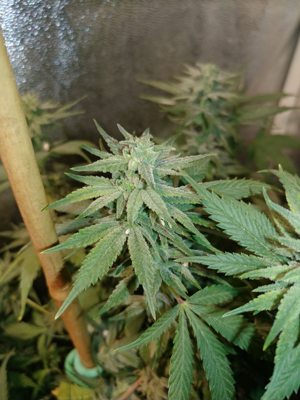 Icemud_indoor_strain_cannabis_marijuana_seed_grow (13).jpg
