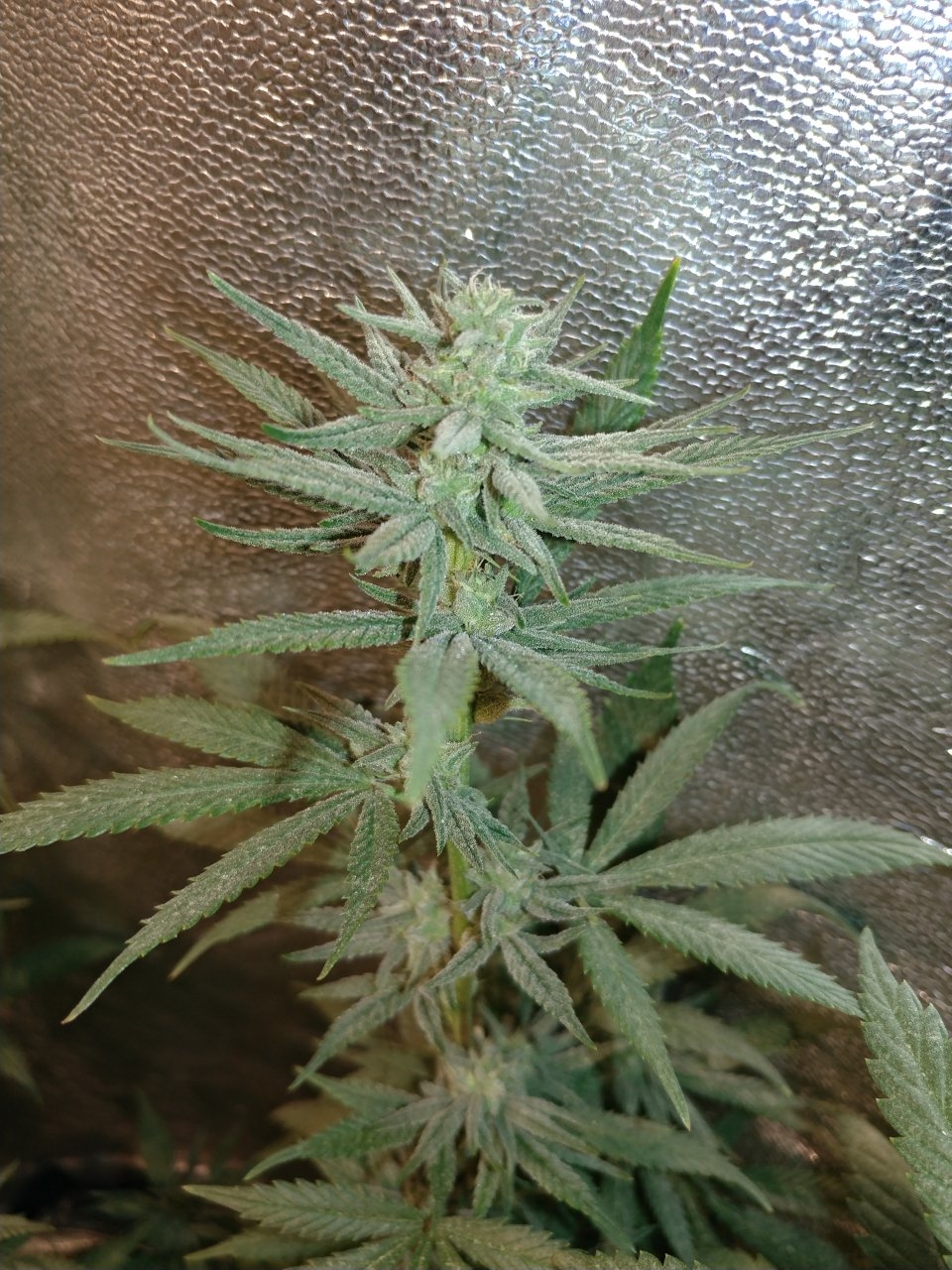 Icemud_indoor_strain_cannabis_marijuana_seed_grow (16).jpg