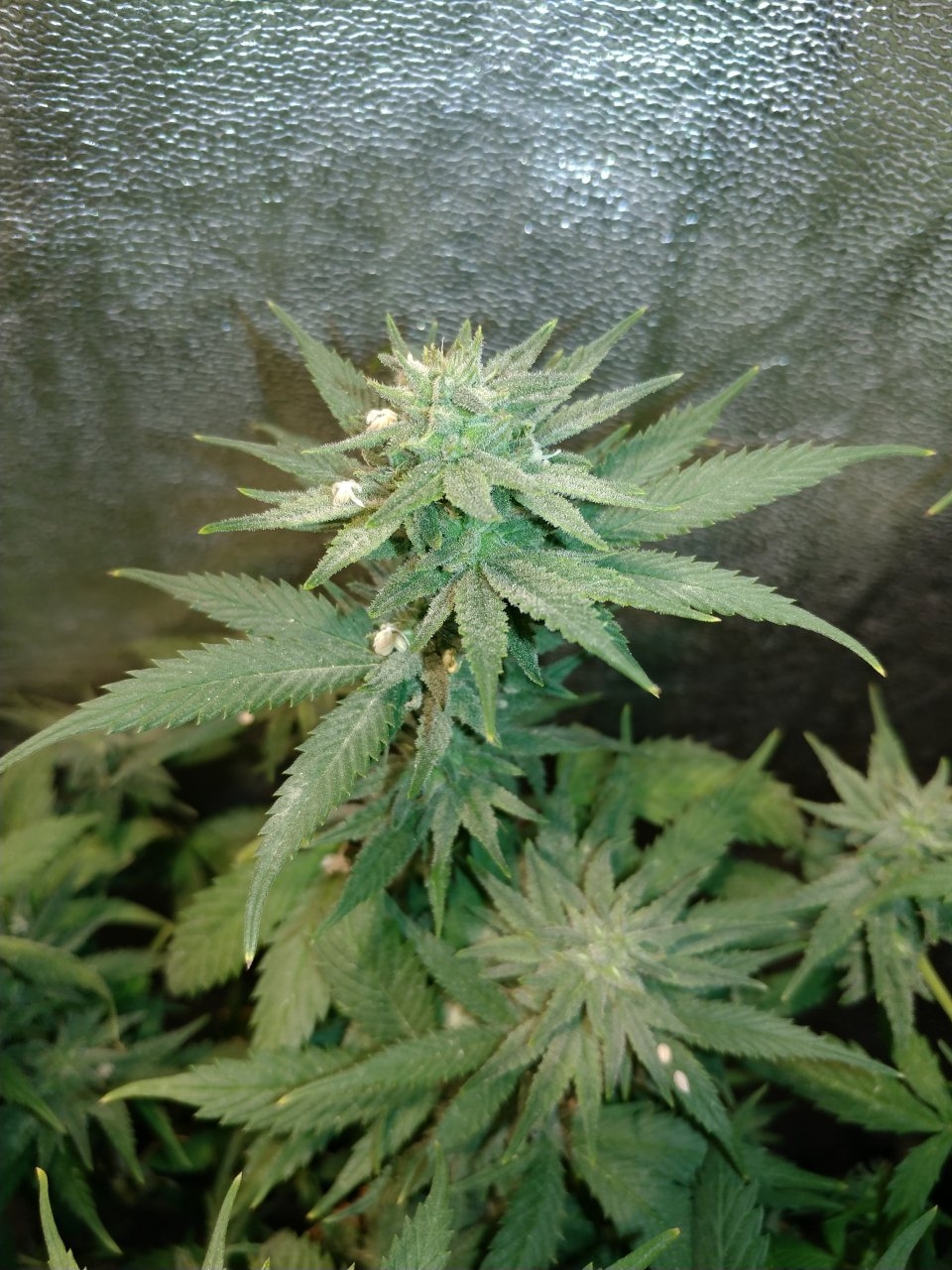 Icemud_indoor_strain_cannabis_marijuana_seed_grow (17).jpg