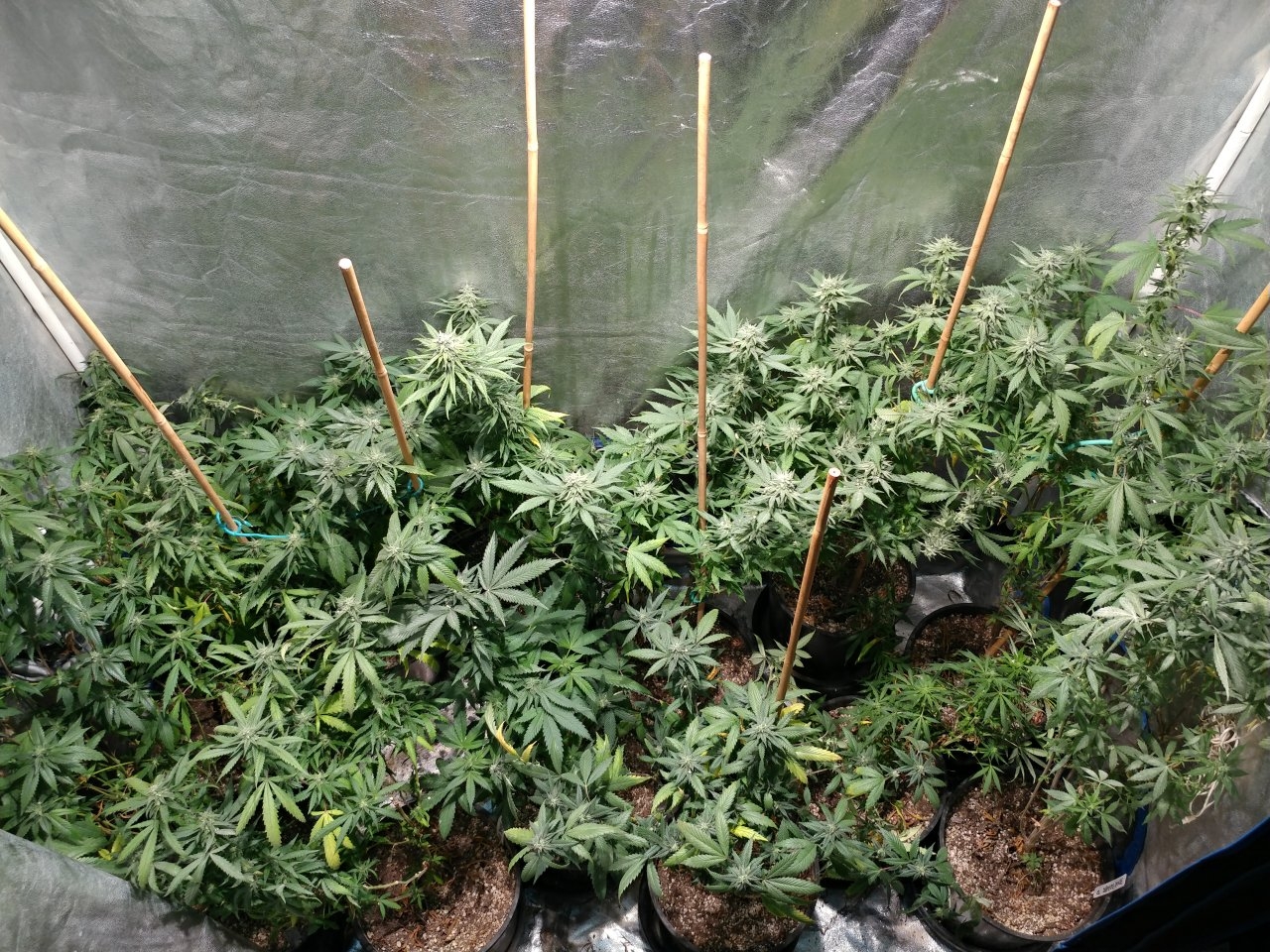 Icemud_indoor_strain_cannabis_marijuana_seed_grow (18).jpg