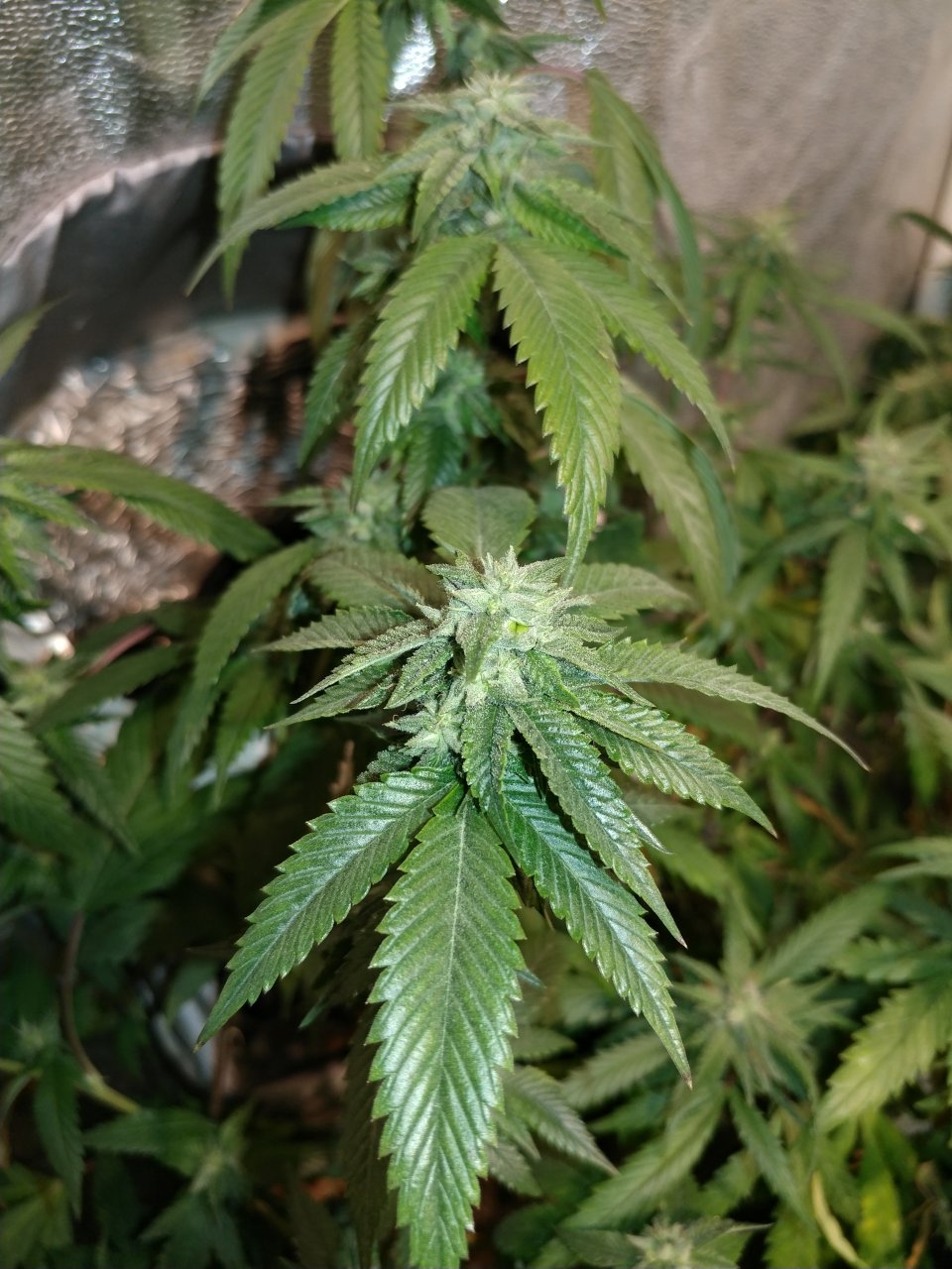 Icemud_indoor_strain_cannabis_marijuana_seed_grow (19).jpg