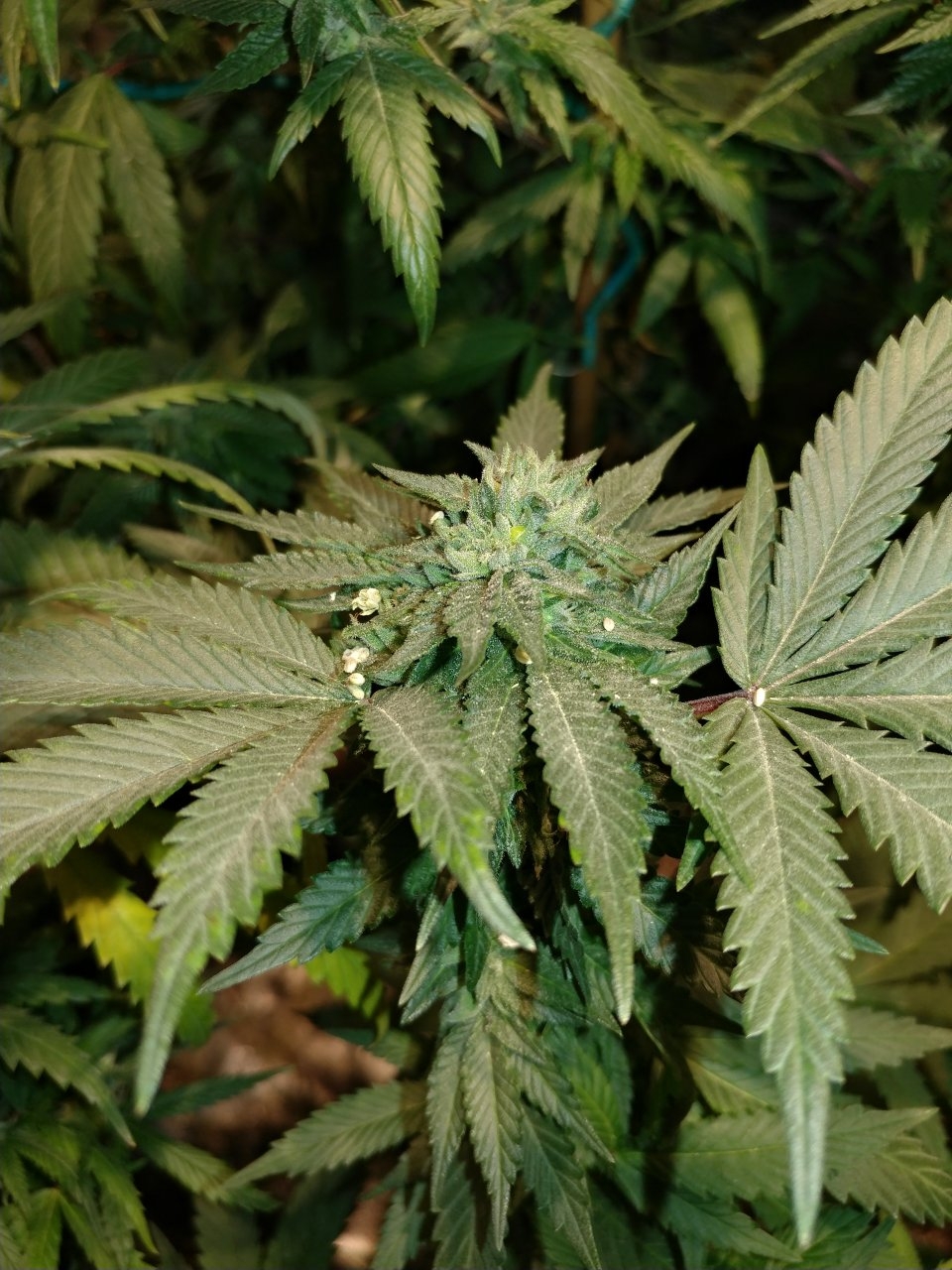 Icemud_indoor_strain_cannabis_marijuana_seed_grow (20).jpg