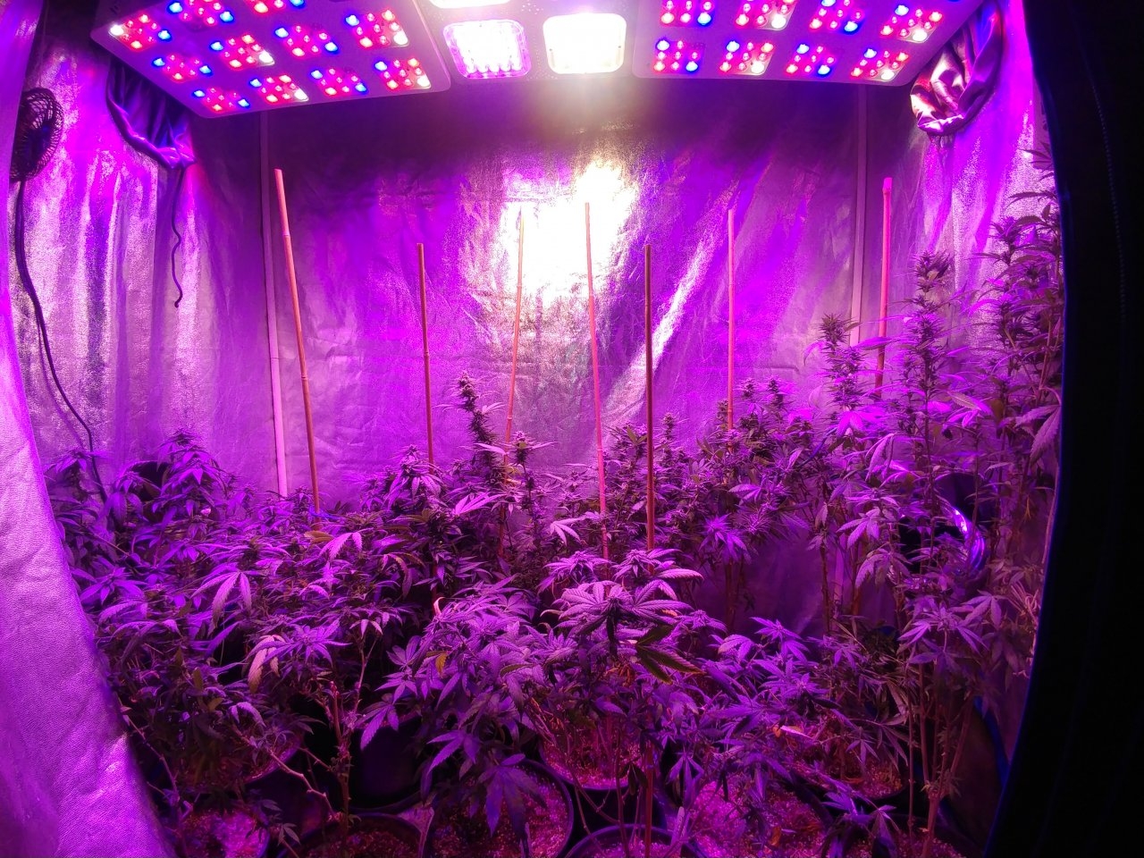 Icemud_indoor_strain_cannabis_marijuana_seed_grow (3).jpg