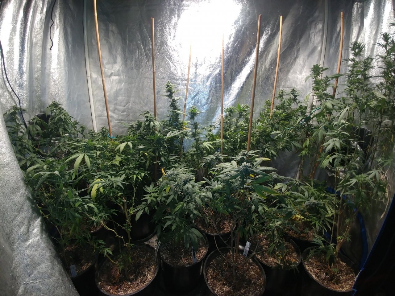 Icemud_indoor_strain_cannabis_marijuana_seed_grow (6).jpg