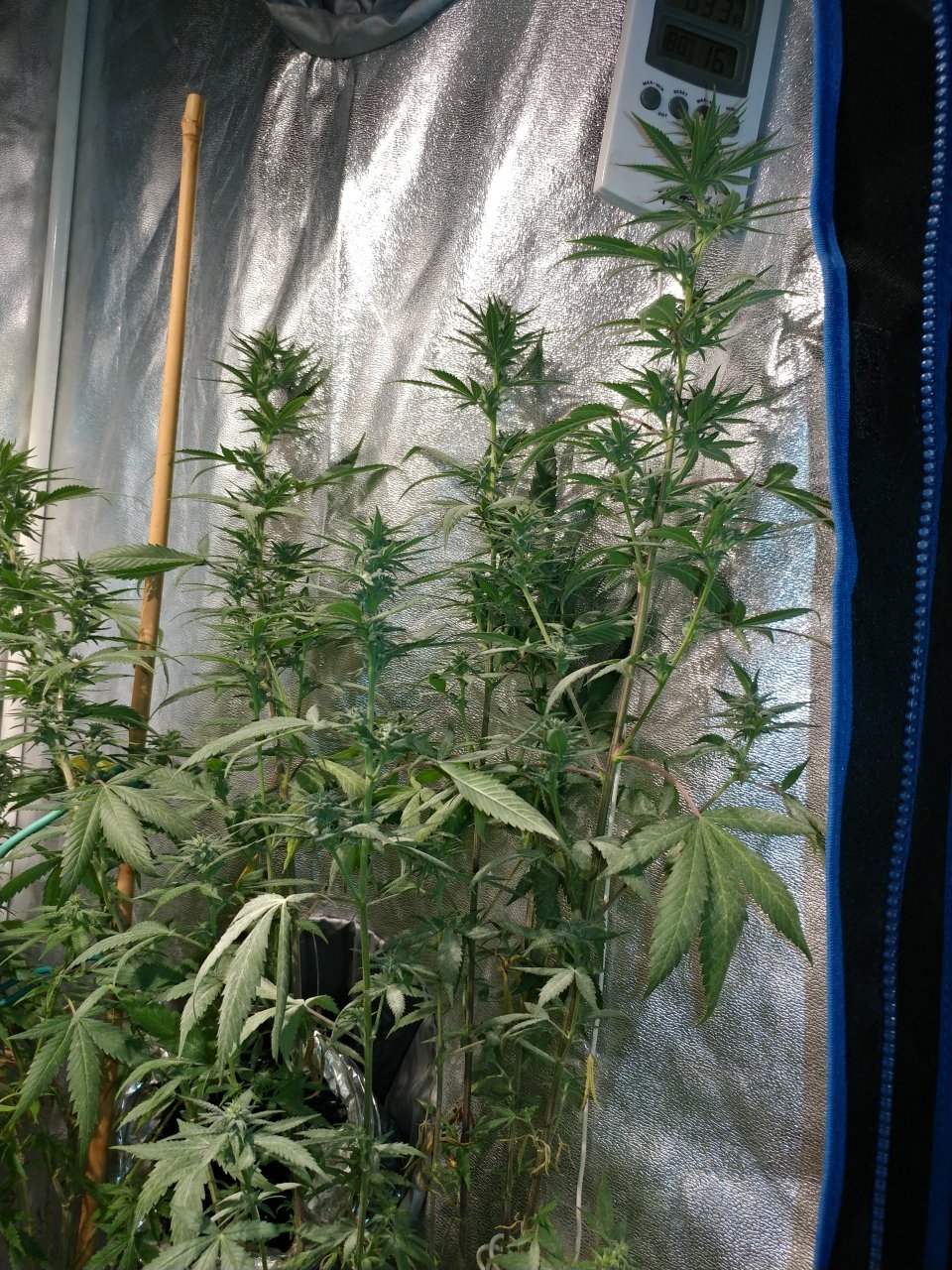 Icemud_indoor_strain_cannabis_marijuana_seed_grow (7).jpg