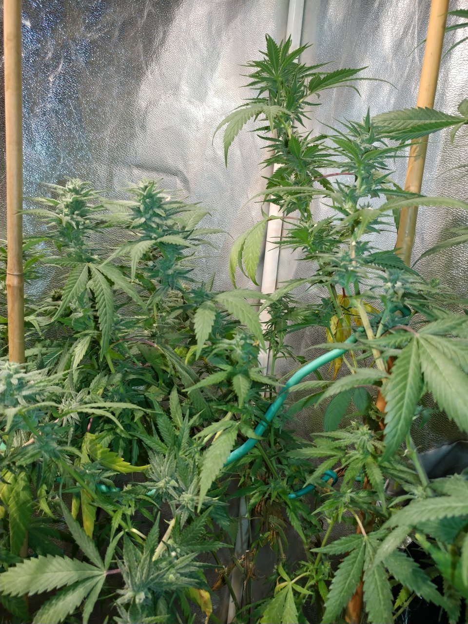 Icemud_indoor_strain_cannabis_marijuana_seed_grow (8).jpg