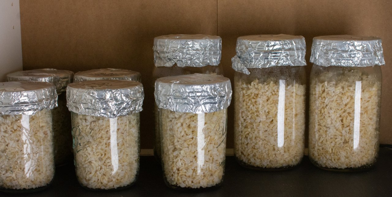 Inculated Brown Rice Jars.jpg