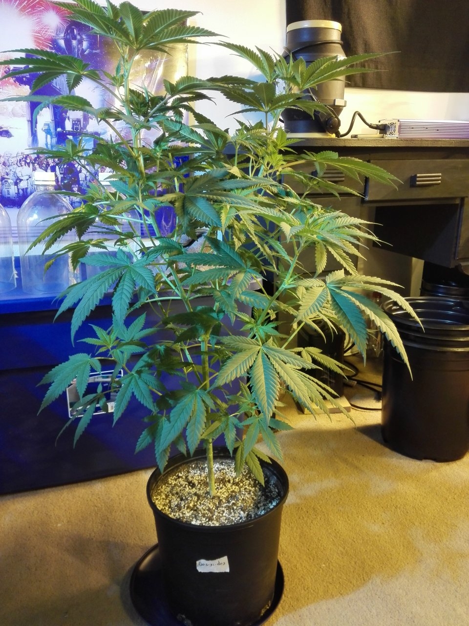 Indica dom - Dos si dos by Blackskull Seeds 1/13/2021