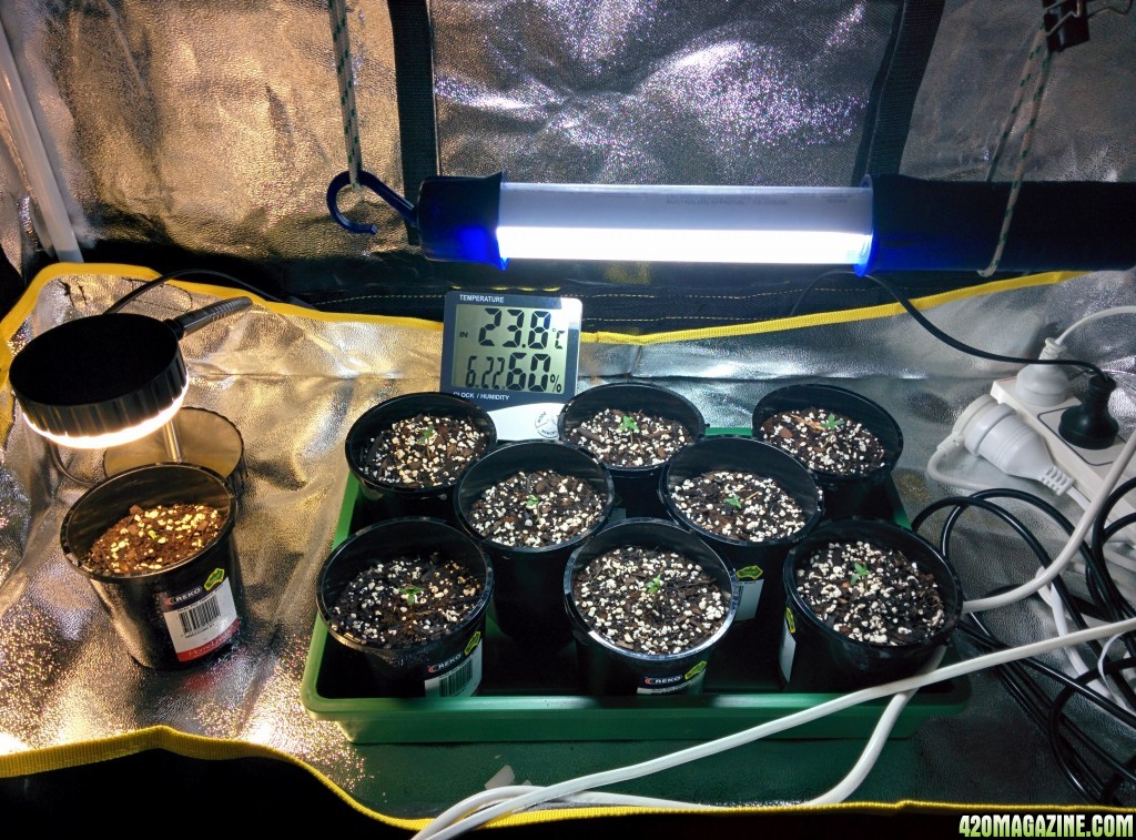 Indoor Grow setup - sprouting stage