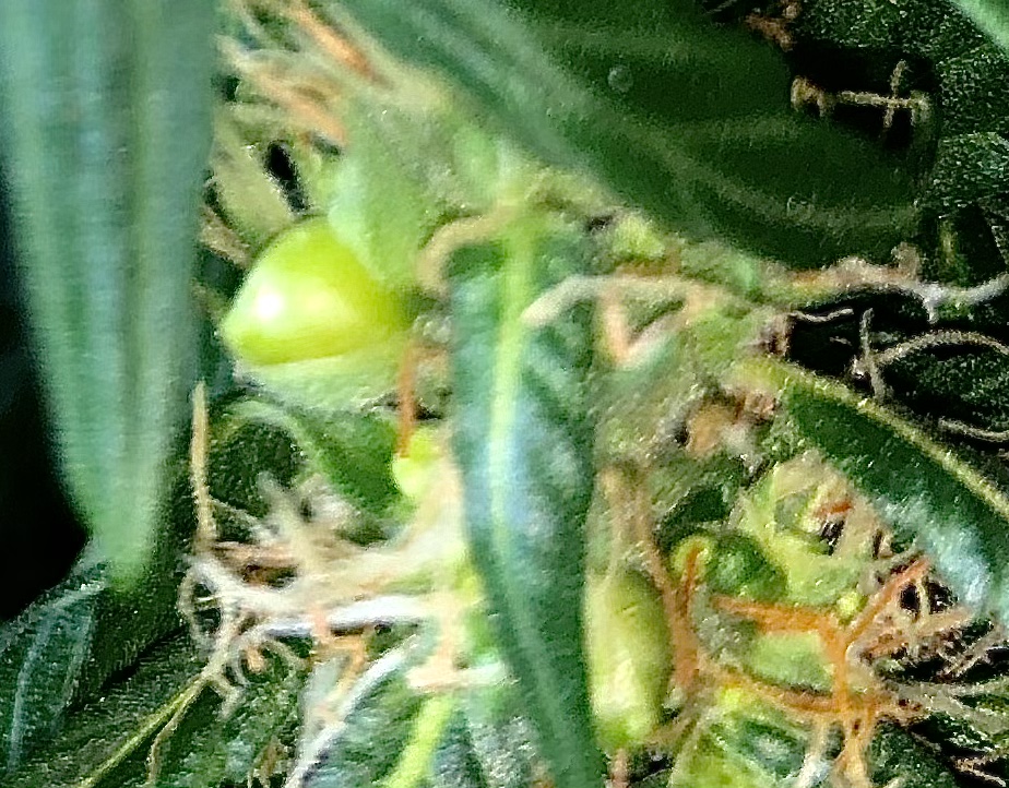Is this a seed forming?