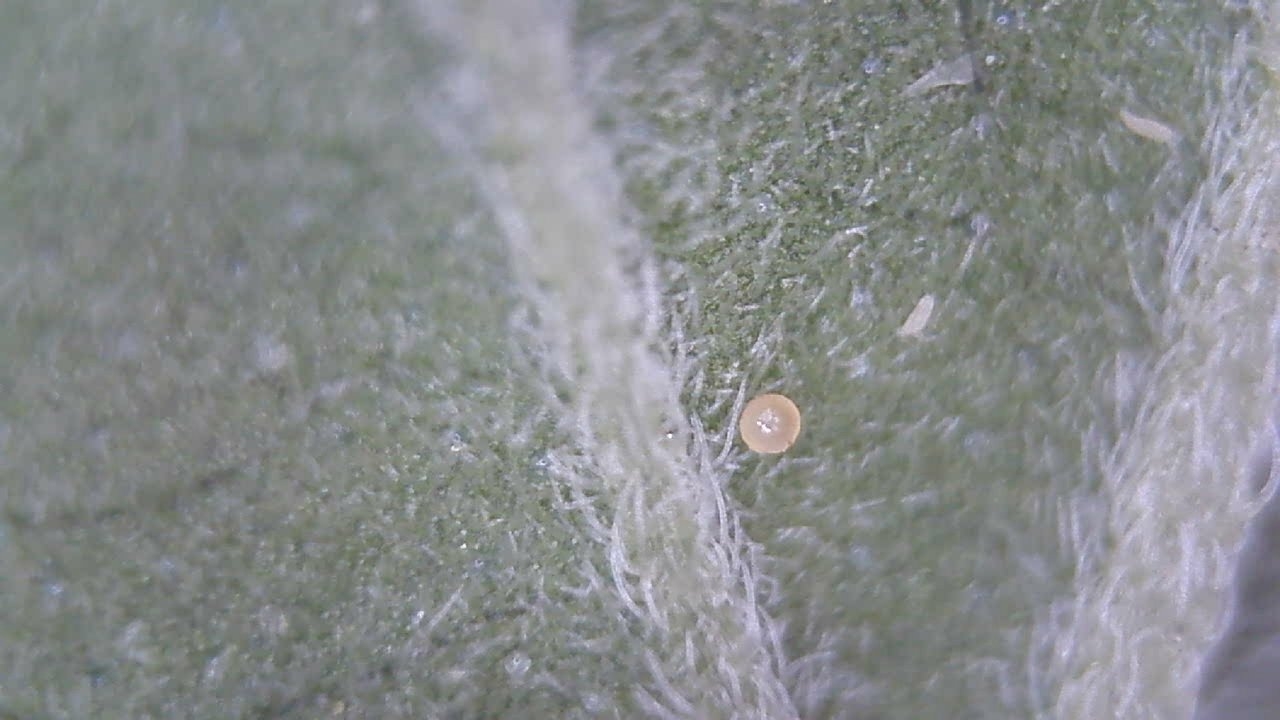 Is this a spider mite egg or thrips?