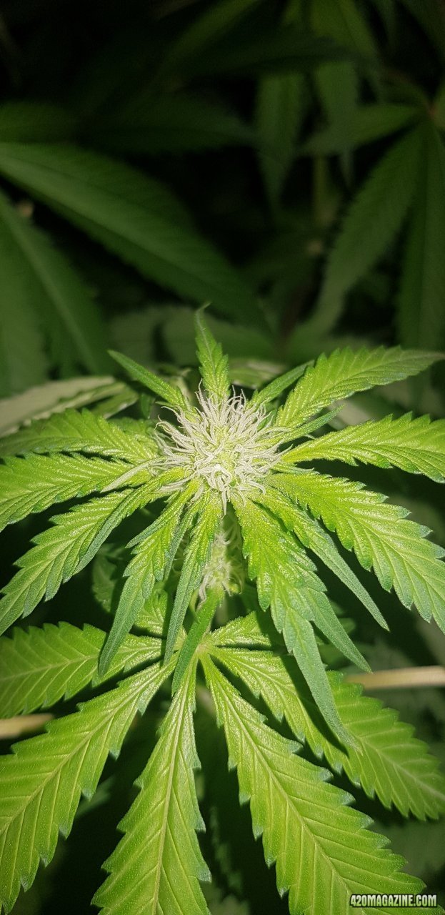 Is this looking good for end of week 3 flower ?