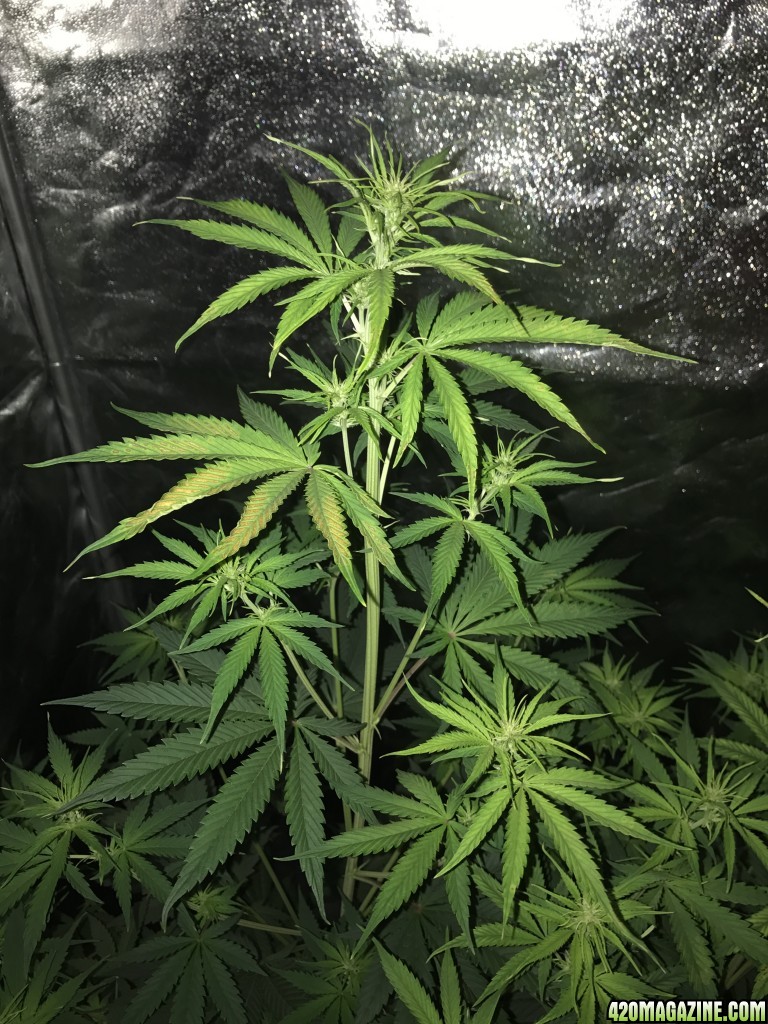 Issue with nutrients