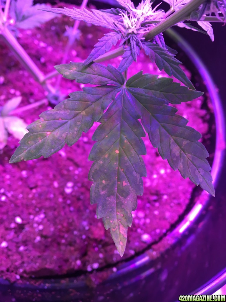 Issues with plants