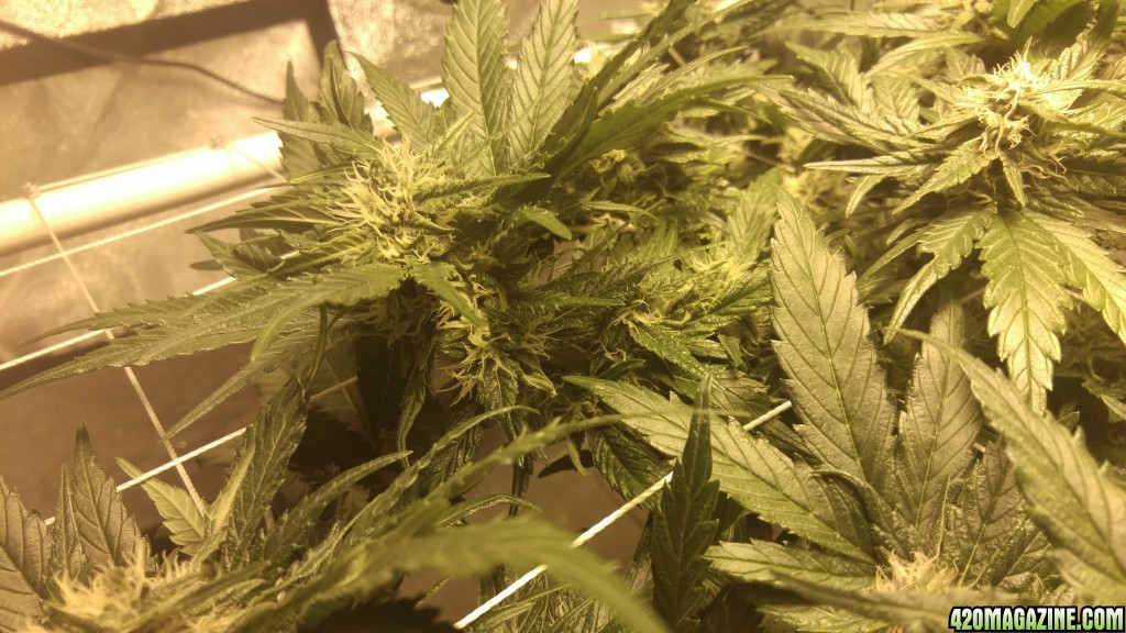J.S.D.S. 82 days from seed 47 days of 12/12 lights