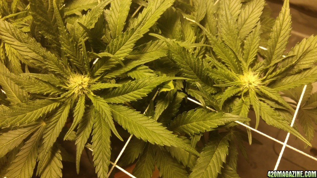 J.S.D.S. DAY 69 from seed 34 days of 12/12 lights 17 DAYS Flowering &amp; s