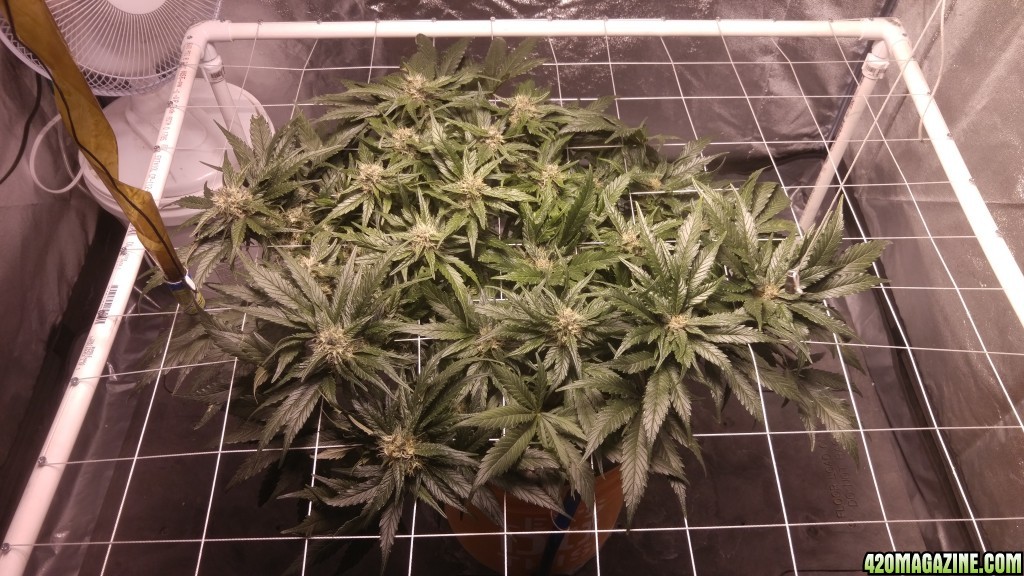 J.S.D.S. DAY 86 from seed 51 days of 12/12 lights