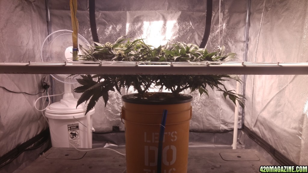 J.S.D.S. DAY 86 from seed 51 days of 12/12 lights
