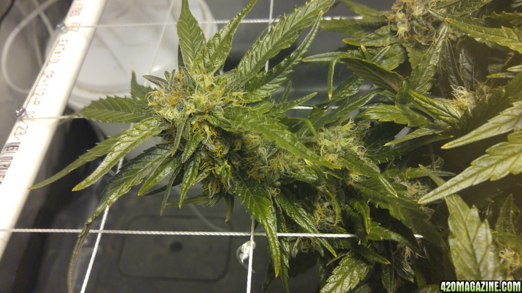 J.S.D.S. DAY 92 from seed 57 days of 12/12 lights