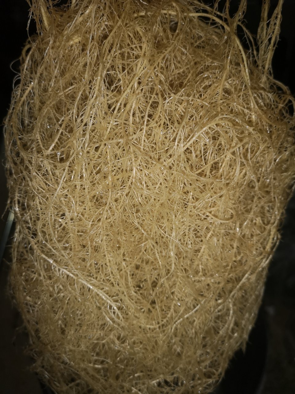 Jack Herer - harvest root mass
