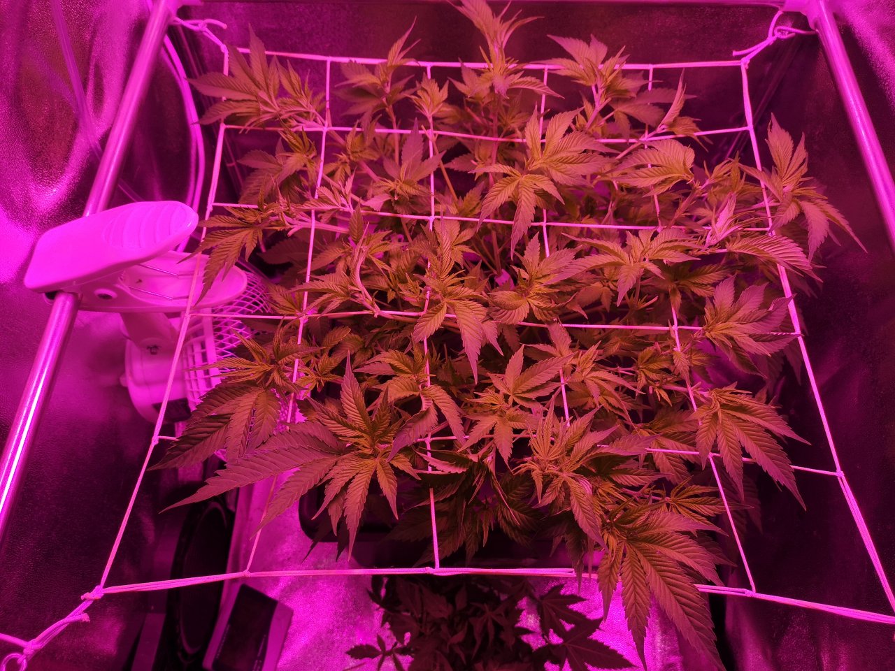 Jack Herer - w10d2 - helped her see the light