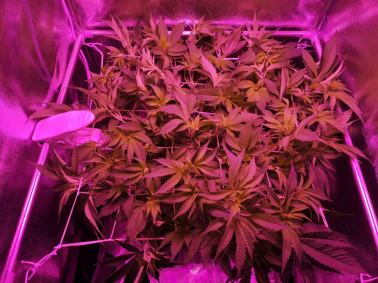 Jack Herer - w10d6 - not a lot of places to bend stuff
