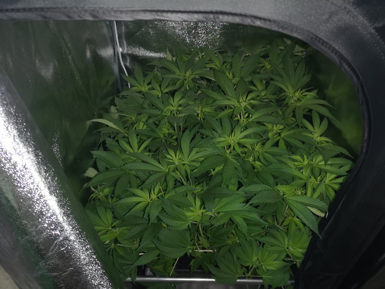 Jack Herer - w12d4 - running out of space