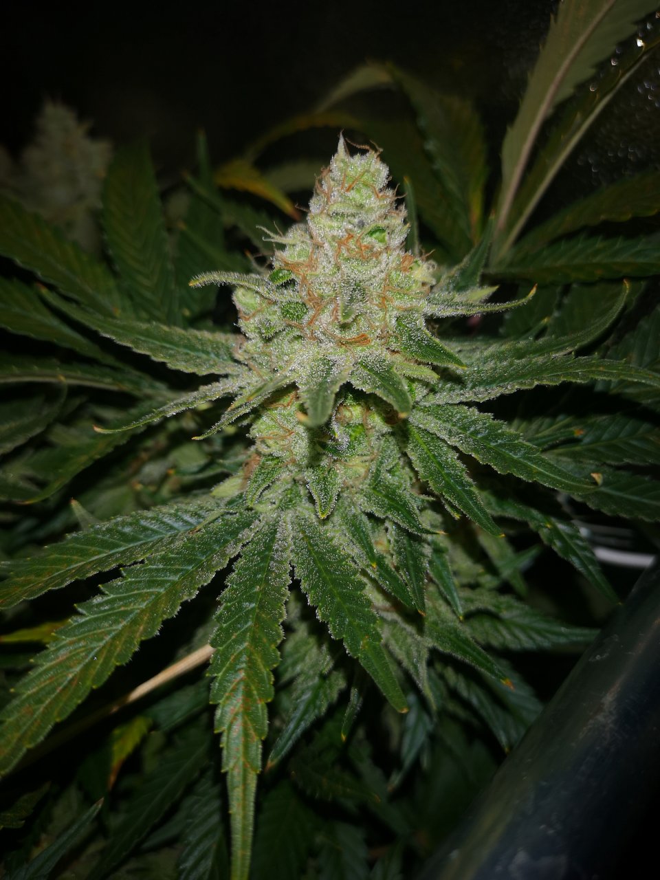 Jack Herer - w8d3 - other cola again