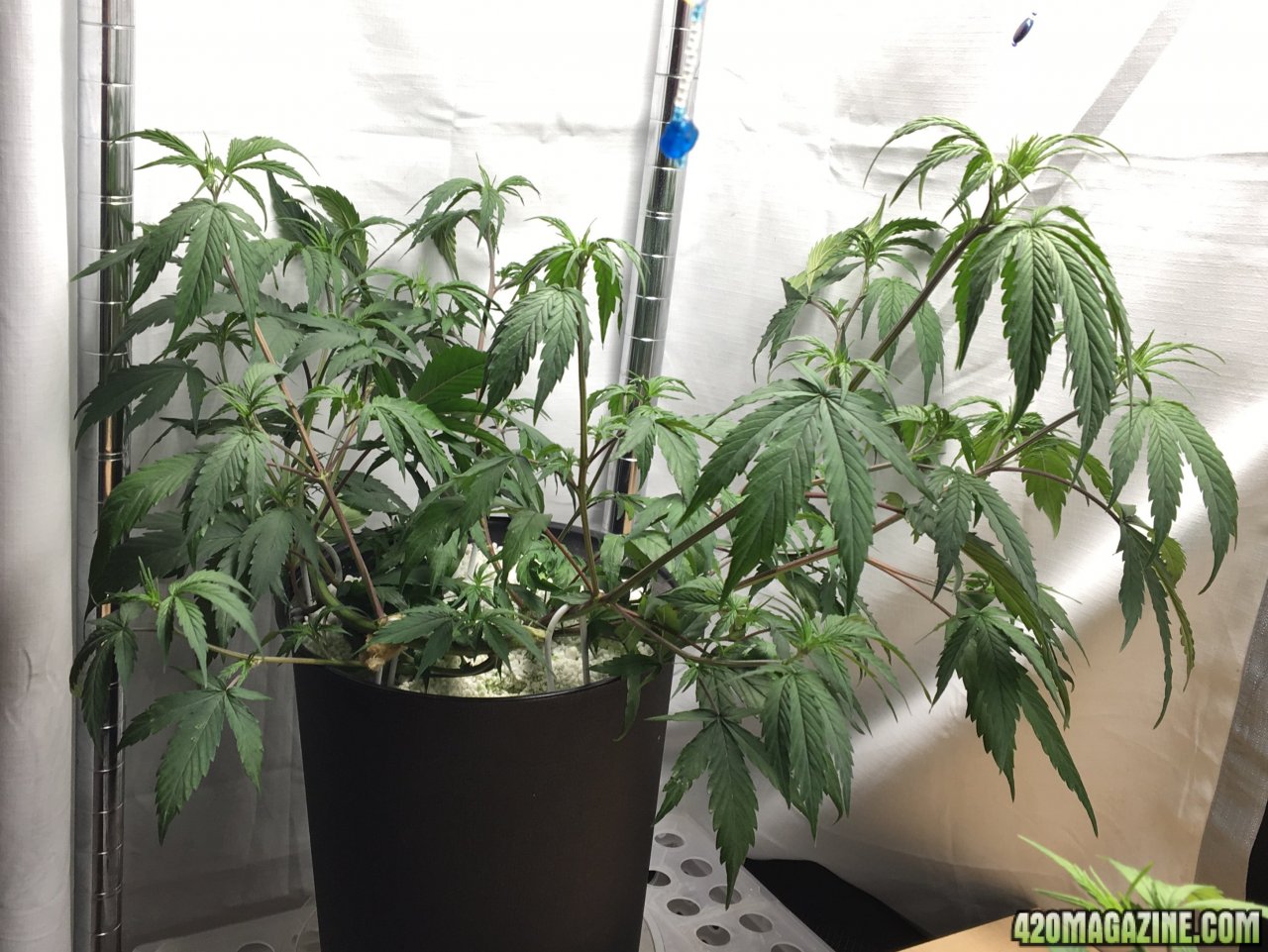 Jamaican 1.4 (Day 29)