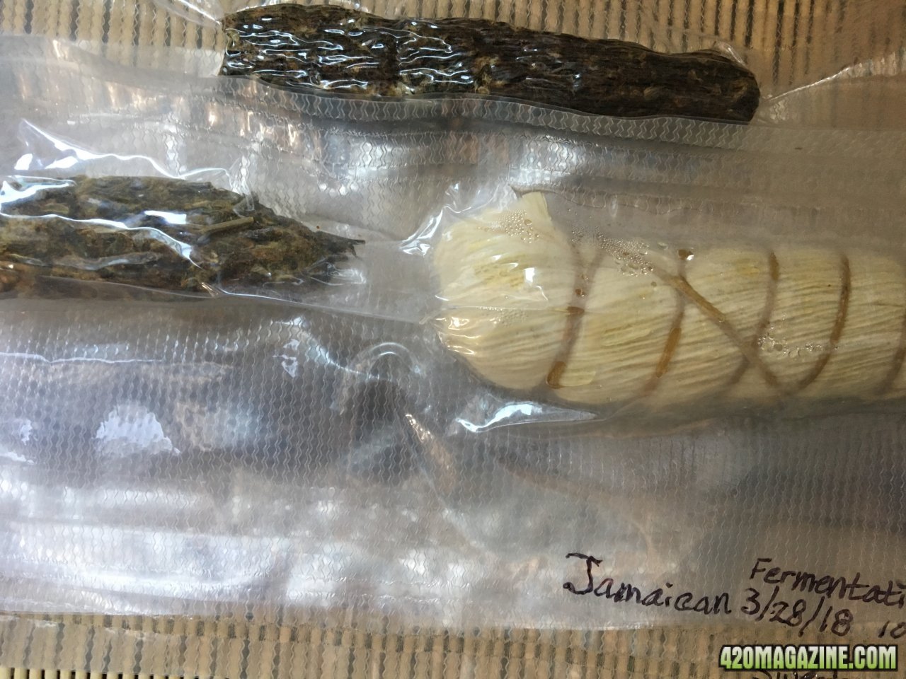 Jamaican cob and canary fermenting