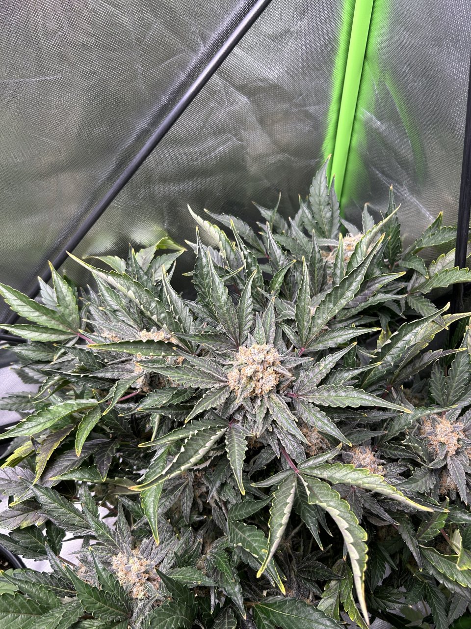Jamaican Dream in late flower