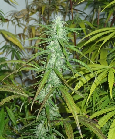 jamaican-spirit-magic-herbs-cannabisseeds-hanfsamen.jpg