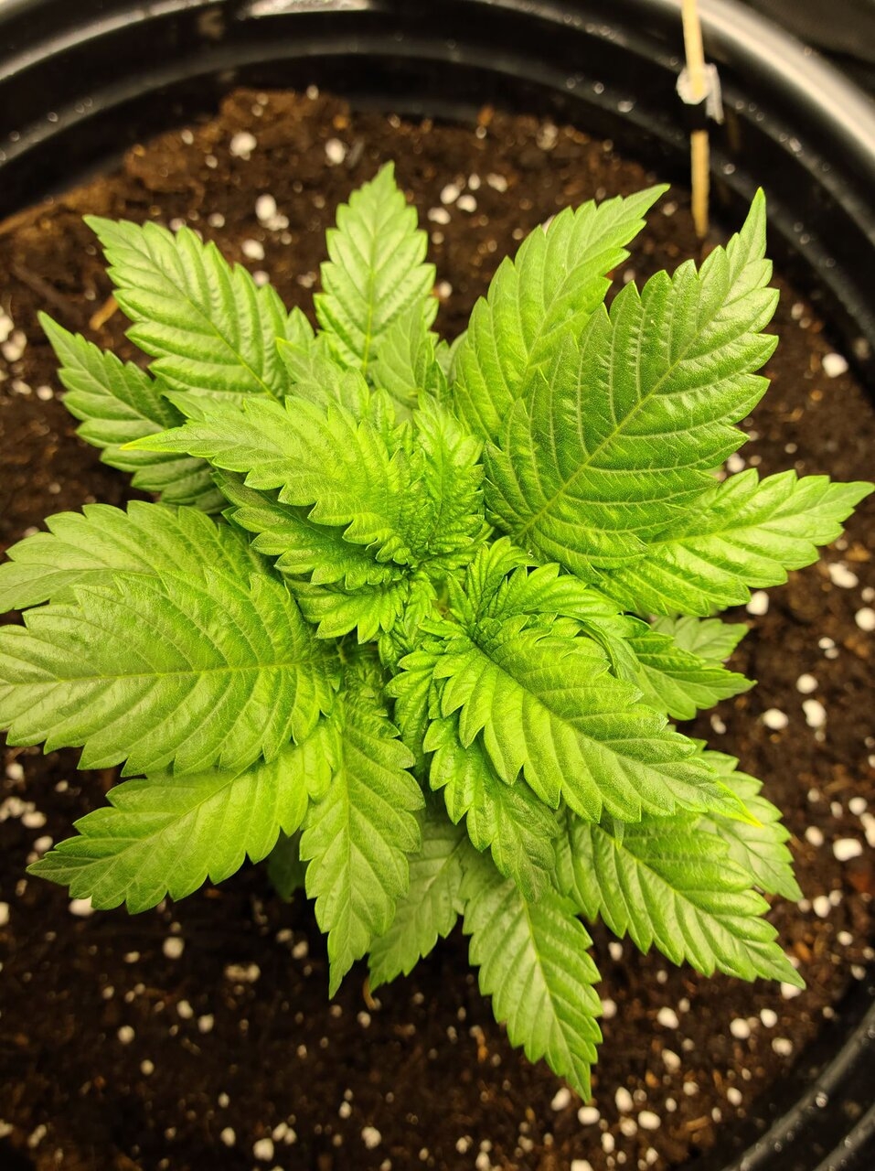 June 15th 2020 - 48 hours after topping 2