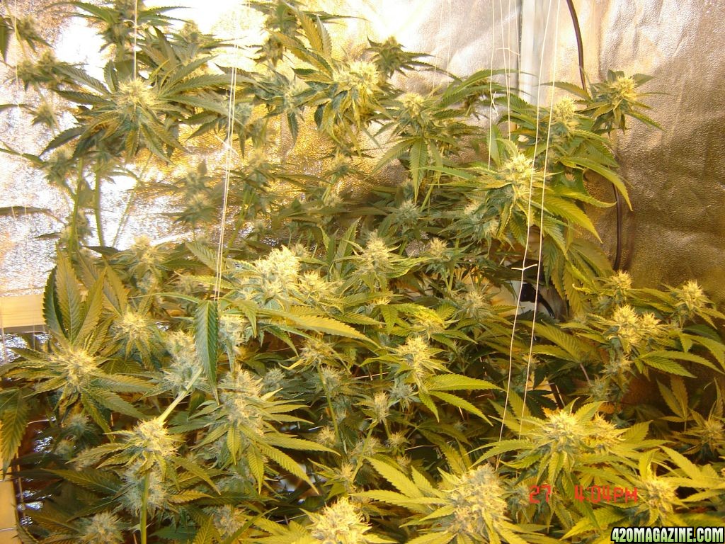June 27th, Day 34 of flowering,