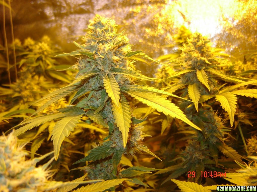 June 29th, Day 36 of flowering,