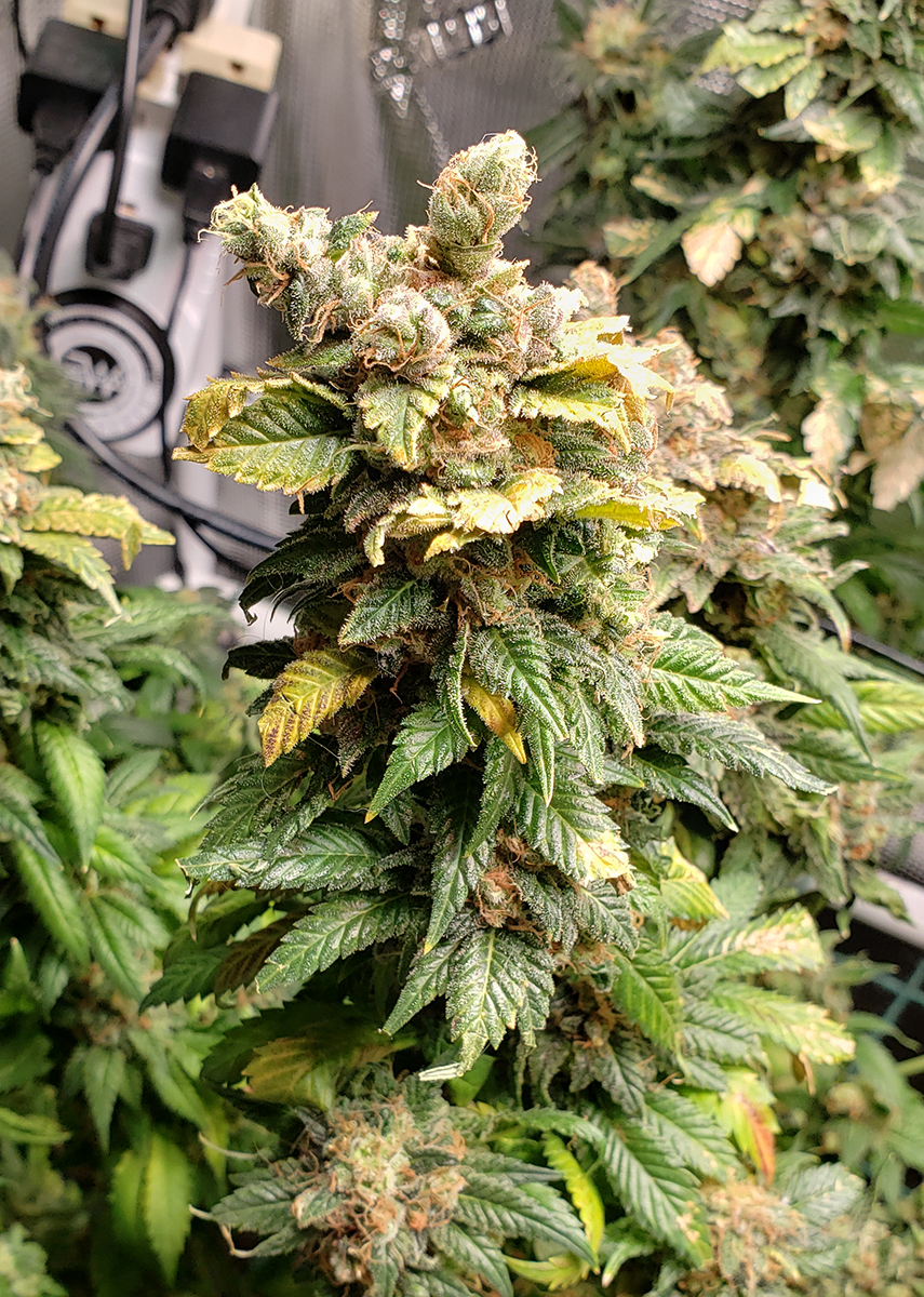 Just before harvest