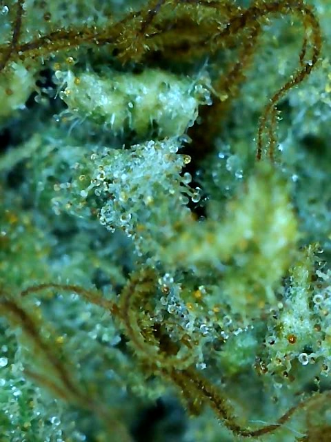 Kali's Mistery-Trichomes on Day 80F-e.jpg