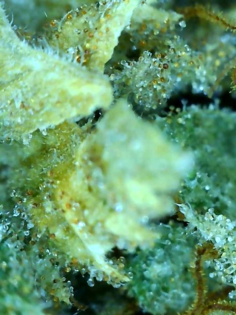Kali's Mistery-Trichomes on Day 80F-f.jpg